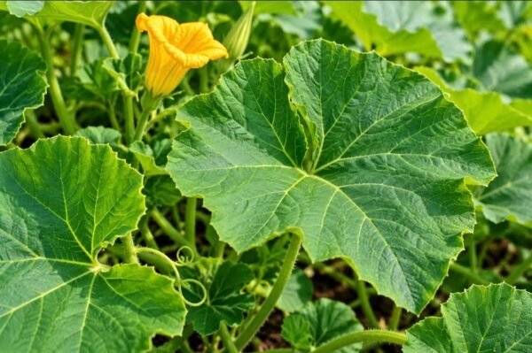 PUMPKIN LEAVES MEDICINAL USE AND RECIPE