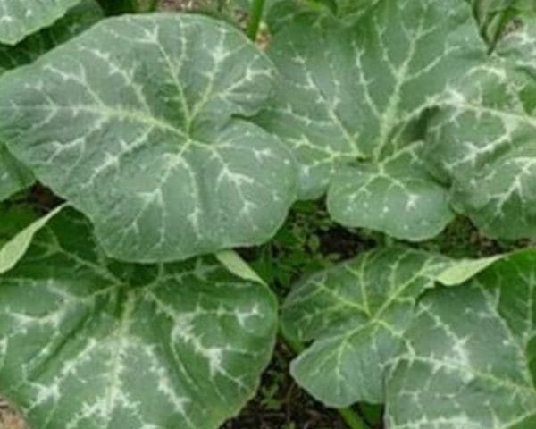 PUMPKIN LEAVES MEDICINAL USE