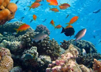 Fishery Business Plan