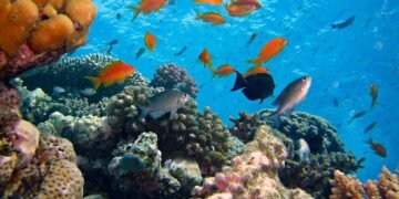 Fishery Business Plan